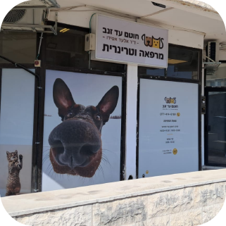 חוטם עד זנב